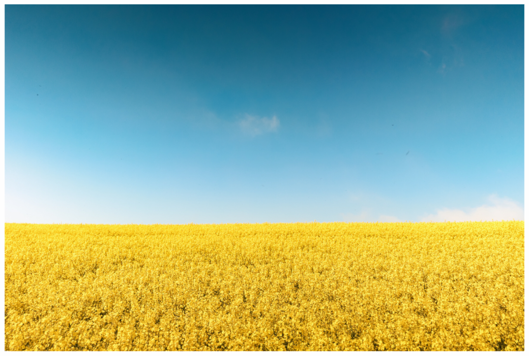 Main image Golden silence