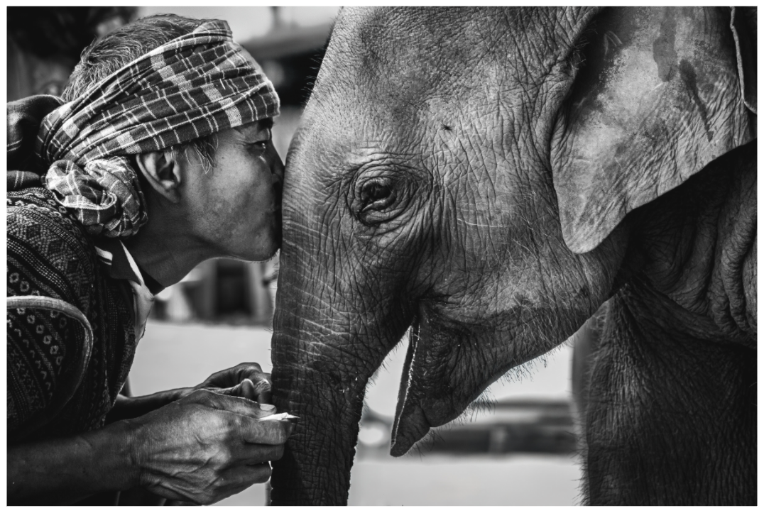 Elephant whisper