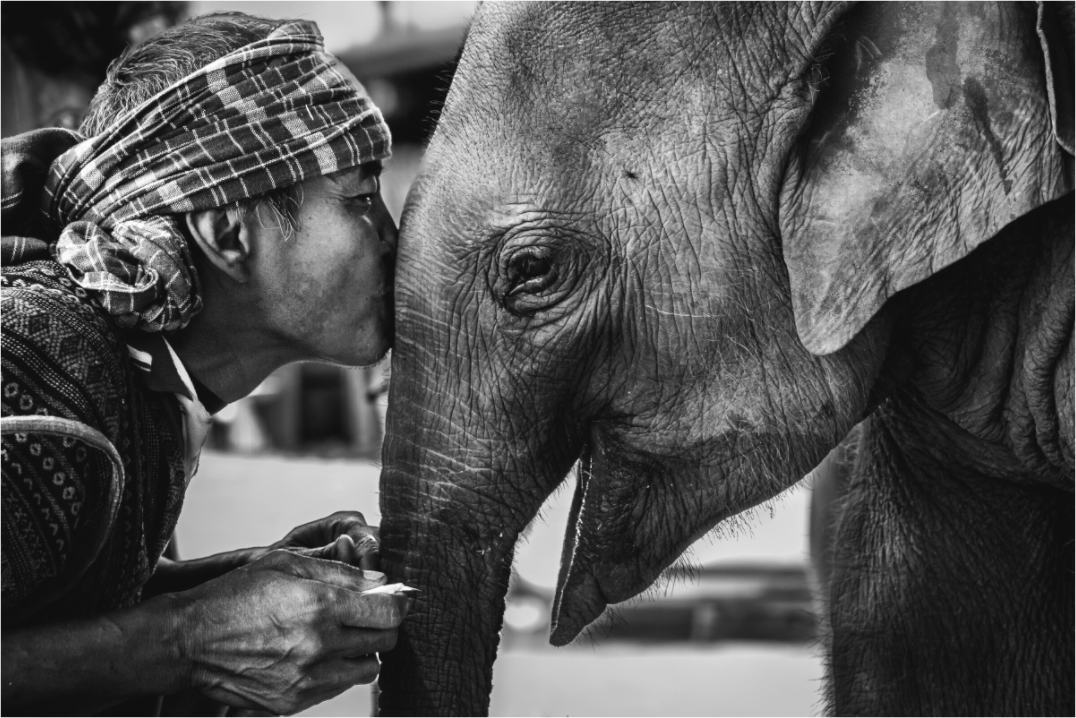 Main image Elephant whisper